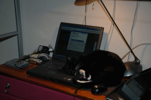 Cats have a gift for locating heat sources. Mitty took a nap on my PC early in 2006.