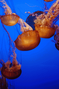 The Monterey Bay Aquarium found Daniel again taking photos while accompanying our tourists. He took this one of jellyfish made beautiful by the blue backlight.