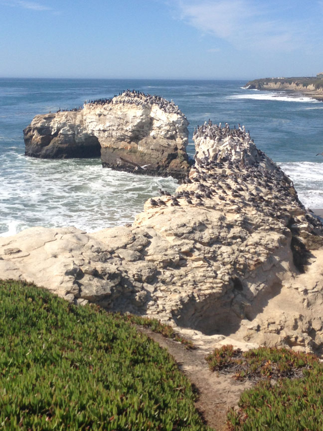 Another shot taken on West Cliff Drive during one of my regular bicycle rides, this one at Natural Bridges State Beach. Greetings from Santa Cruz!